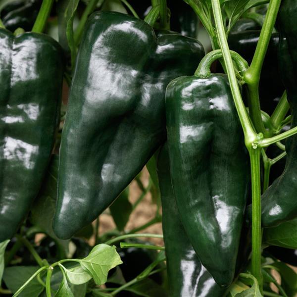 Sargento Poblano Pepper Seeds – 25 Seeds (Capsicum annuum F1)