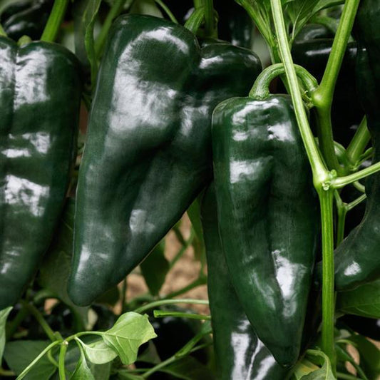 Sargento Poblano Pepper Seeds – 25 Seeds (Capsicum annuum F1)