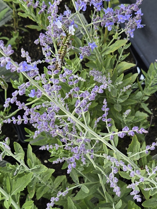 25 Perovskia Blue Steel Russian Sage Seeds Perennial Seeds