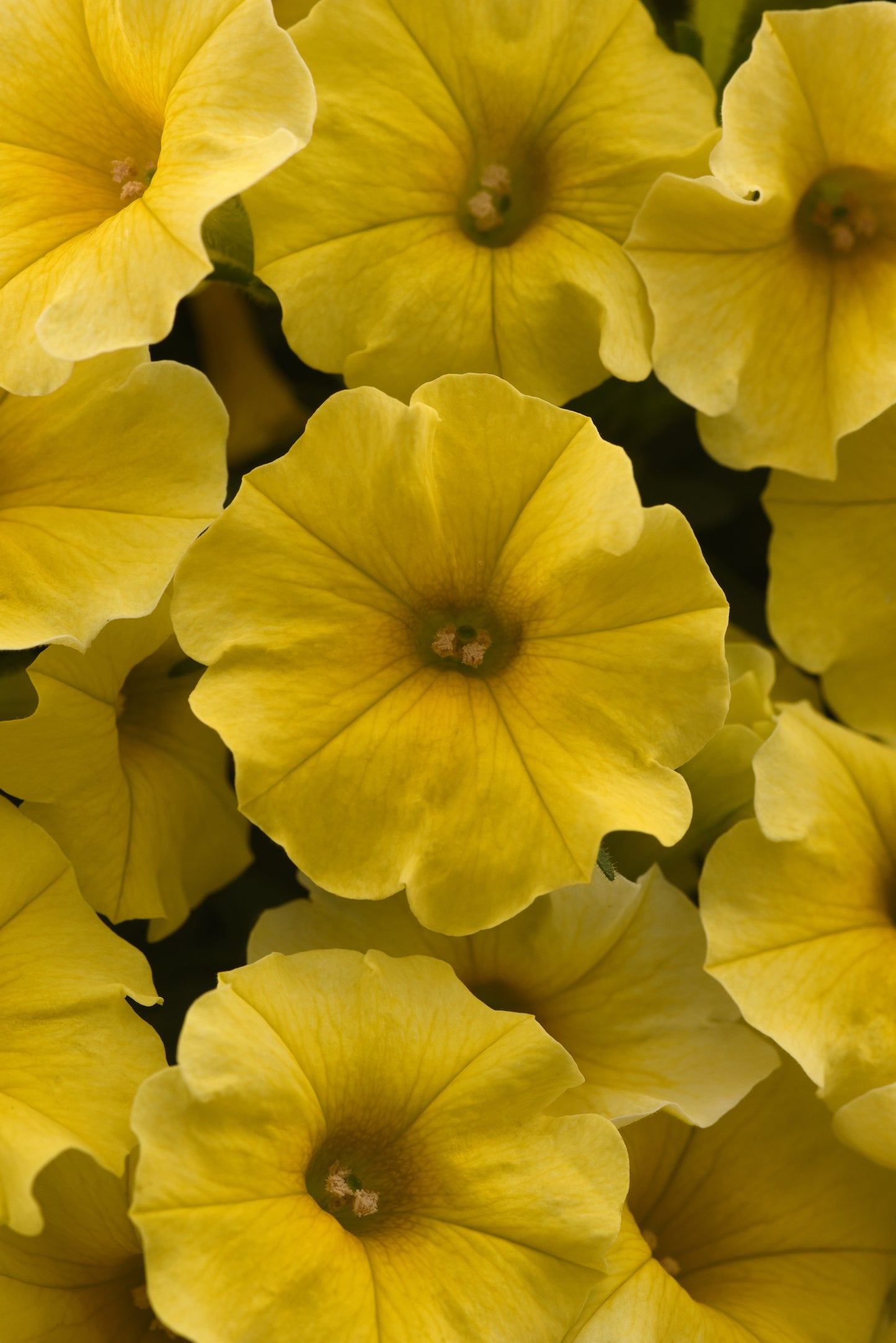 calibrachoa petunia flower seeds Petchoa Caliburst™ Yellow