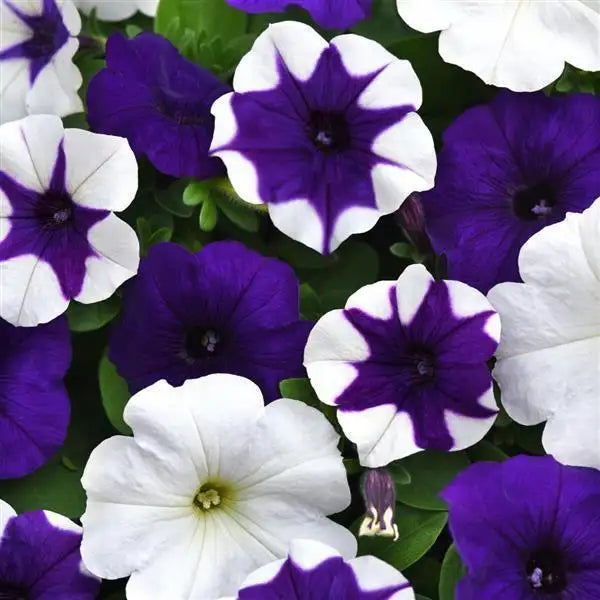 Colorful Patio Flower Garden Collection – 6-Variety Seed Bundle Kit