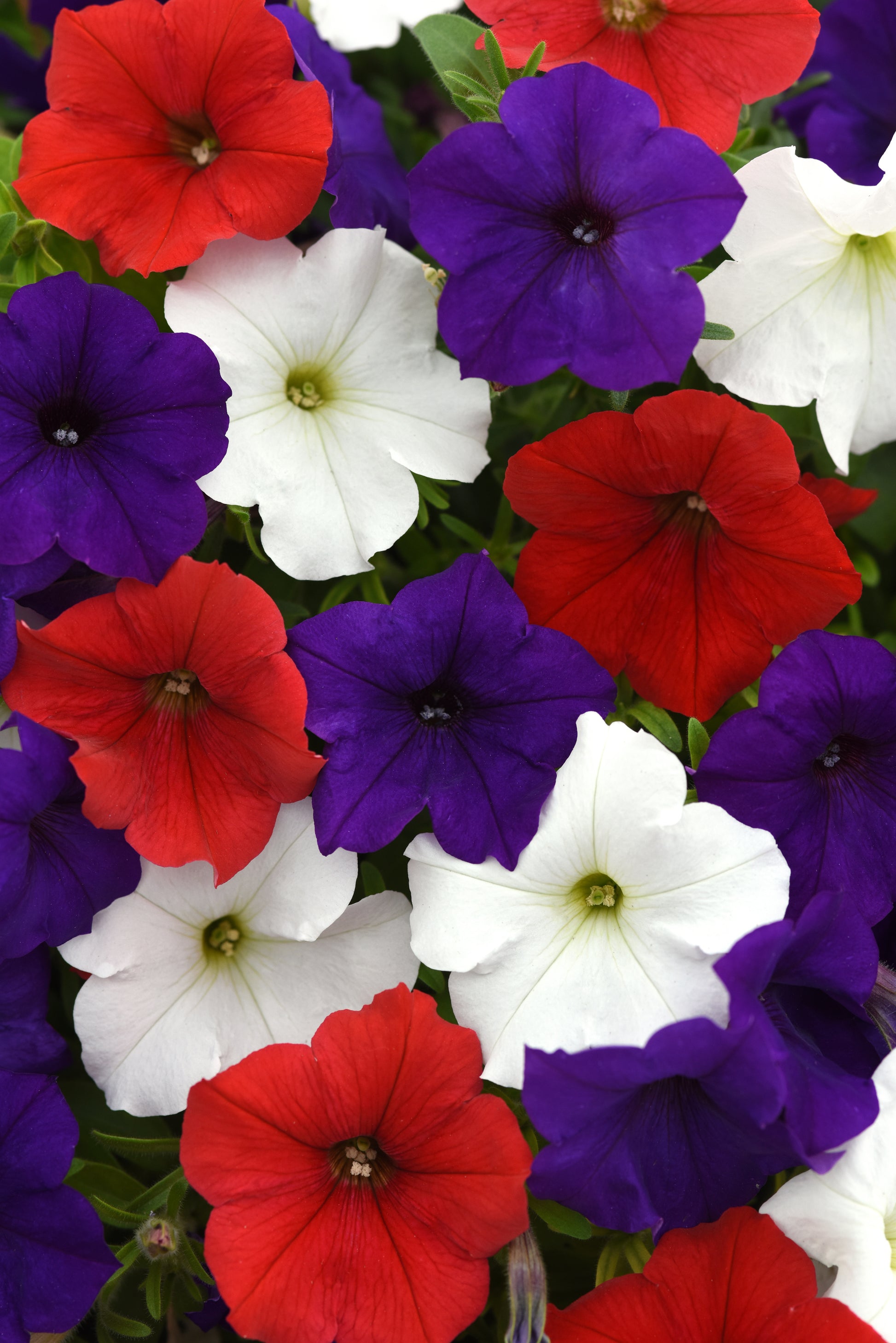 planting wave petunias from seed E3 Easy Wave® Red White Blue Mix | Wave Petunia