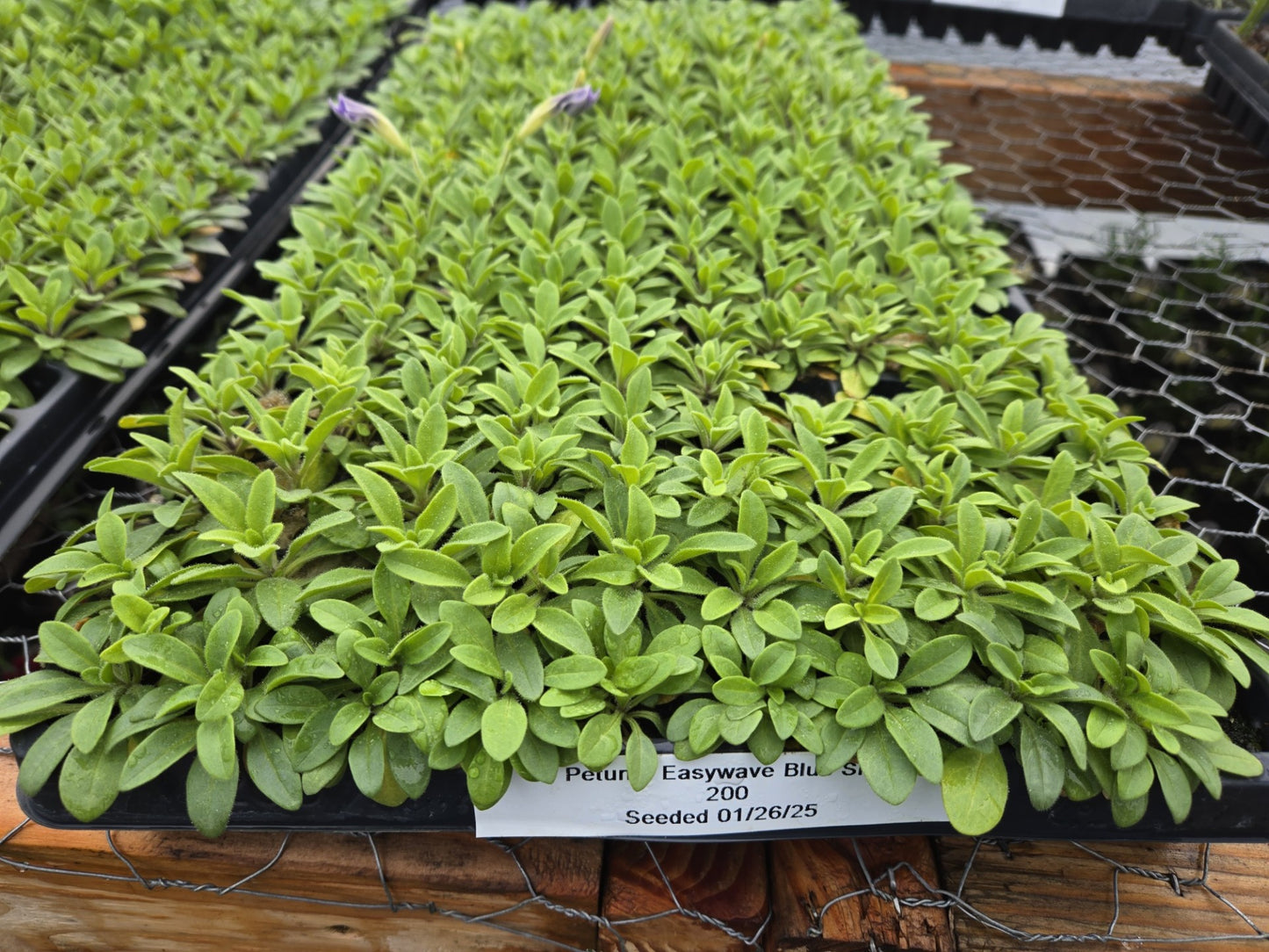 Petunia Seeds E3 Easy Wave® Blue Sky 100 Pelleted Seeds
