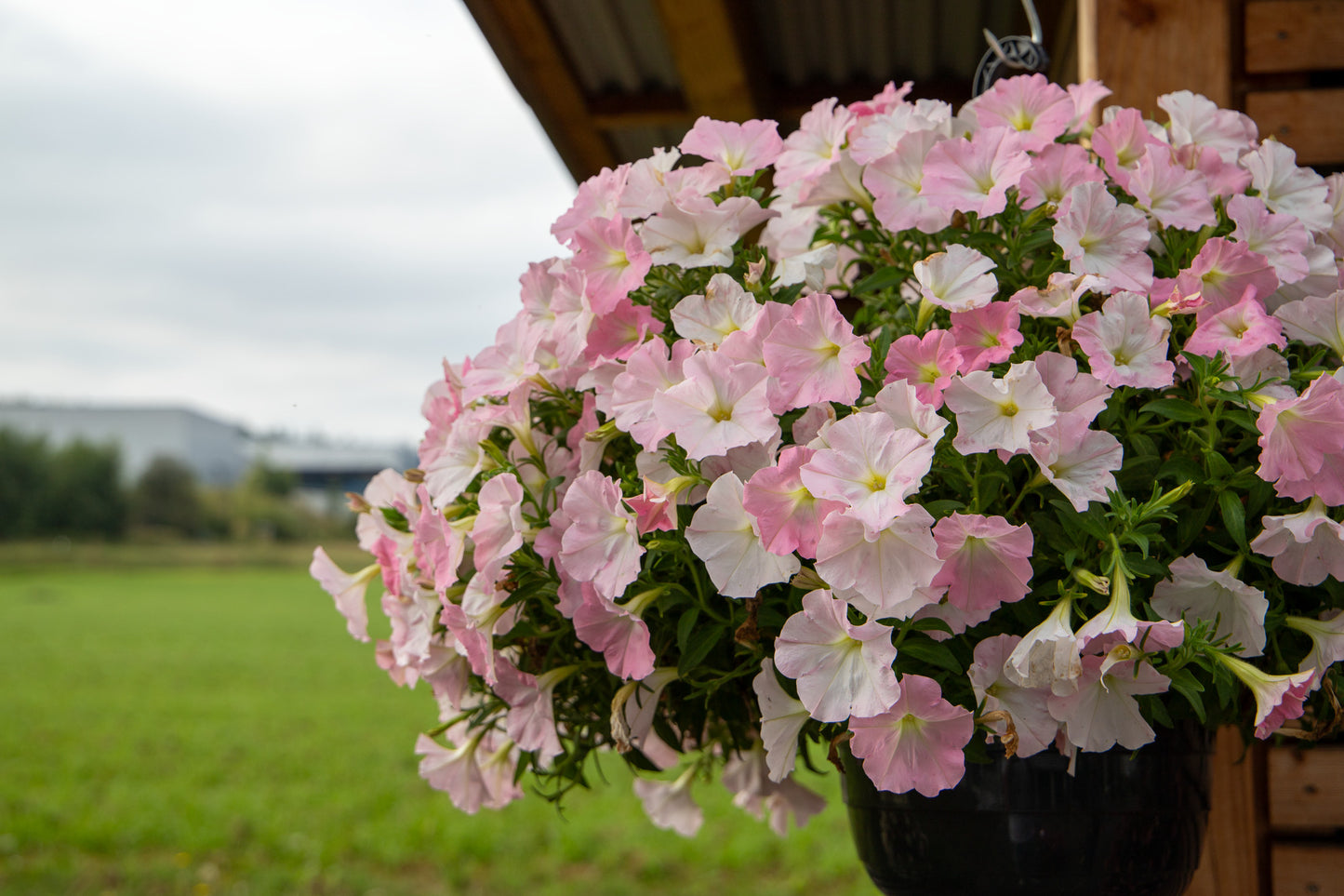 Trailing Petunia Success Light Pink Morn 25 Pelleted Petunia Seeds
