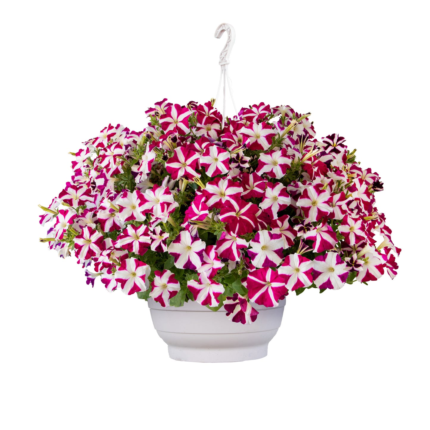 Petunia Success Magenta Star Seeds – 25 Pelleted Trailing F1 Petunia Seeds