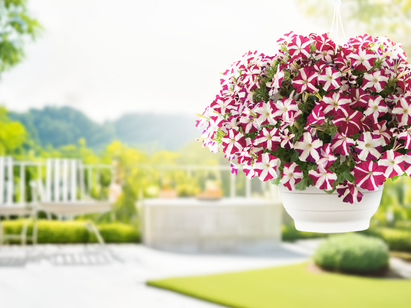Petunia Success Magenta Star Seeds – 25 Pelleted Trailing F1 Petunia Seeds