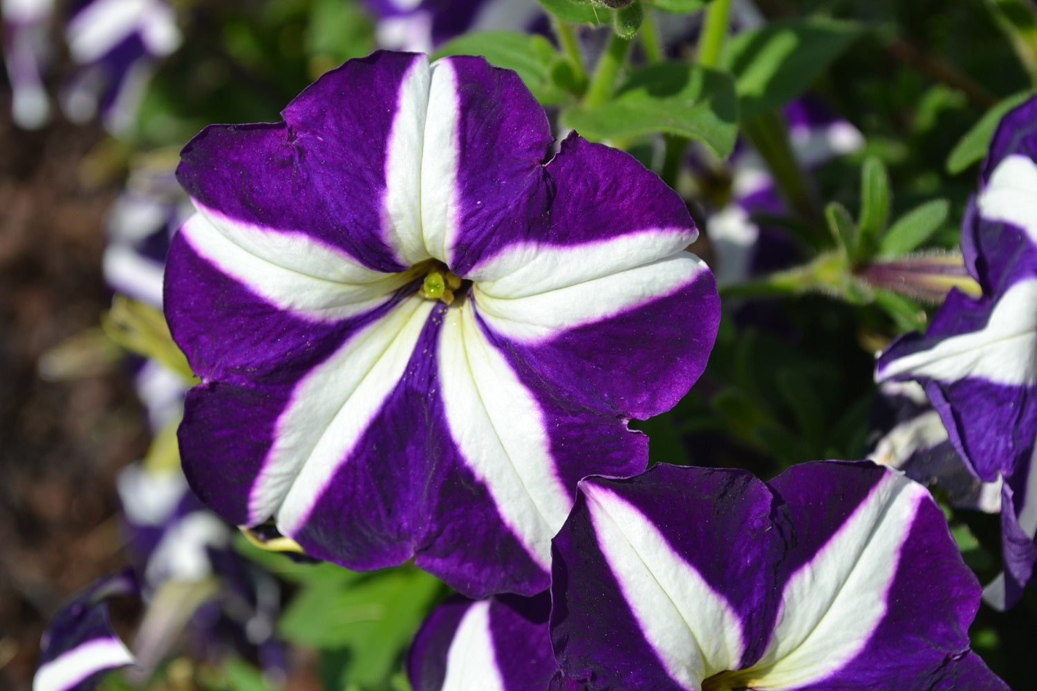 Petunia Seeds Carpet Blue Star 50 Pelleted Petunias