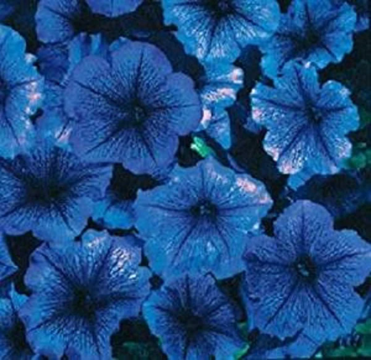 Petunia Seeds 50 Pelleted Petunias Celebrity Blue Ice