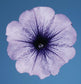 Petunia Seeds 50 Pelleted Petunias Celebrity Blue Ice