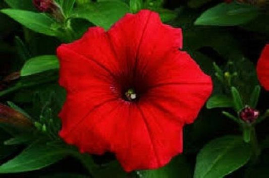 50 thru 1,000 Pelleted Petunia Seeds Celebrity Red