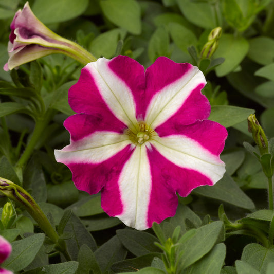 50 thru 1,000 Pelleted Petunia Seeds Celebrity Rose Star