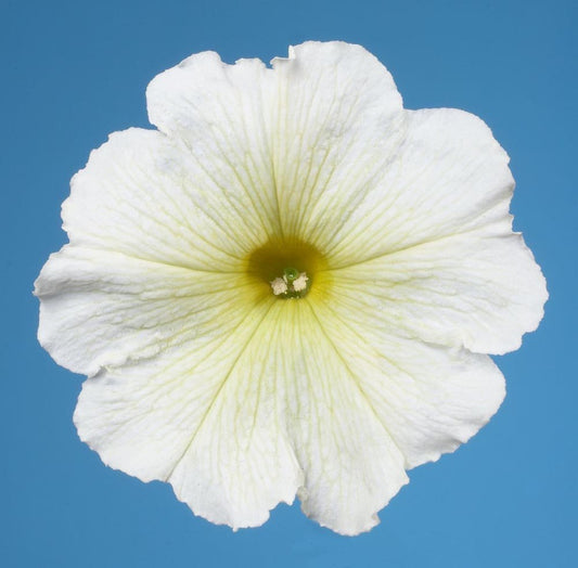 50 thru 1,000 Pelleted Petunia Seeds Celebrity Yellow