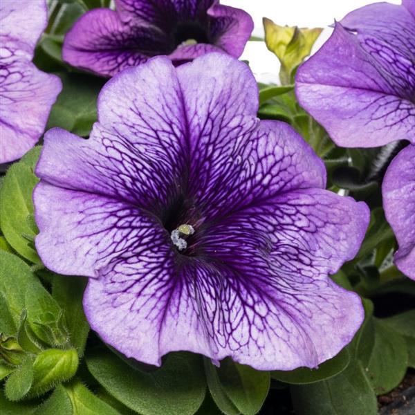 Flower Seeds Petunia Damask Blue Vein 50 Pelleted Petunia Seeds