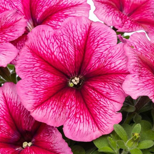 Flower Seeds Petunia Damask Rose Vein 50 Pelleted Petunia Seeds