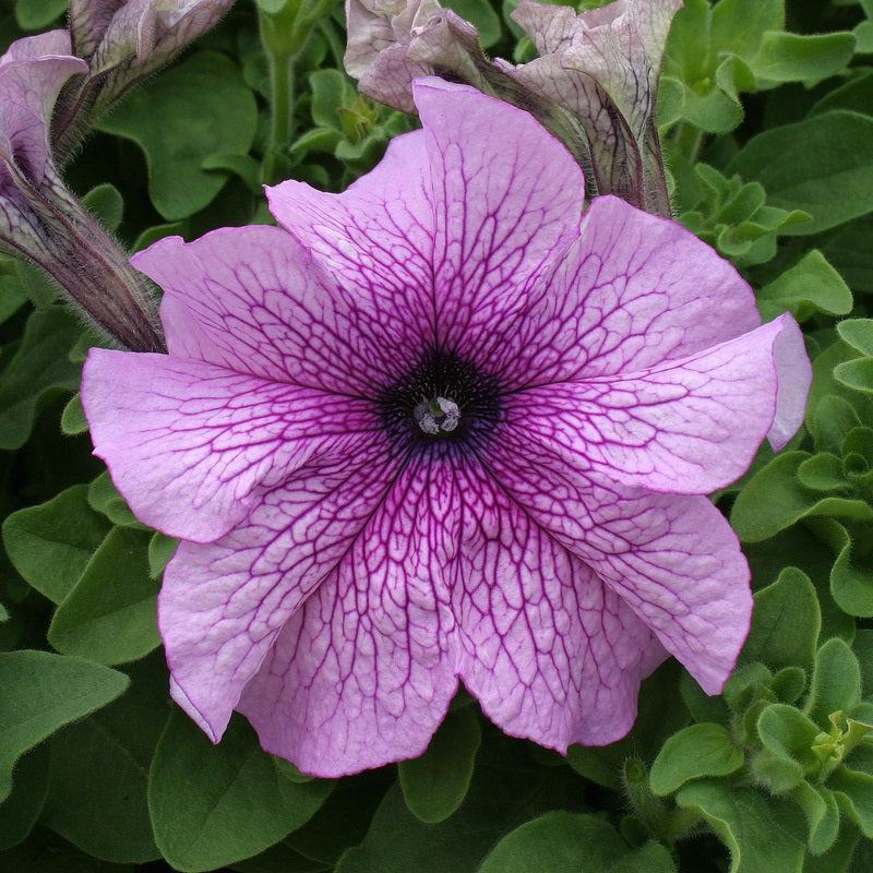 50 thru 1,000 Prism Dewberry Pelleted Petunia Seeds