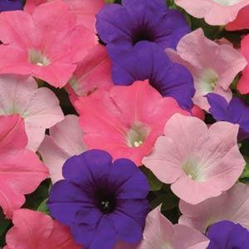 15 thru 100 Pelleted Petunia Seeds Easy Wave Beach Comber Mix