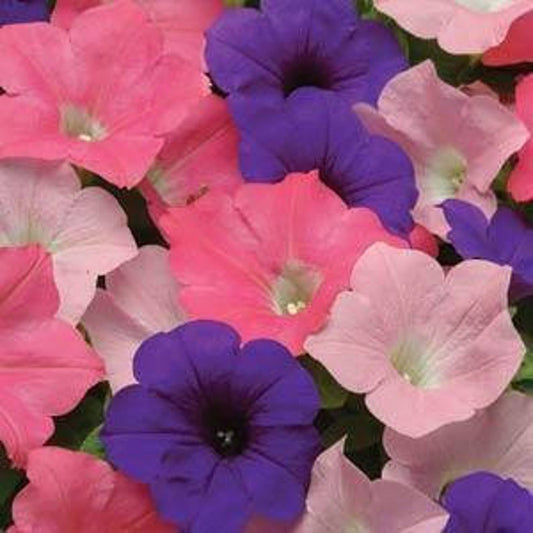 15 thru 100 Pelleted Petunia Seeds Easy Wave Beach Comber Mix