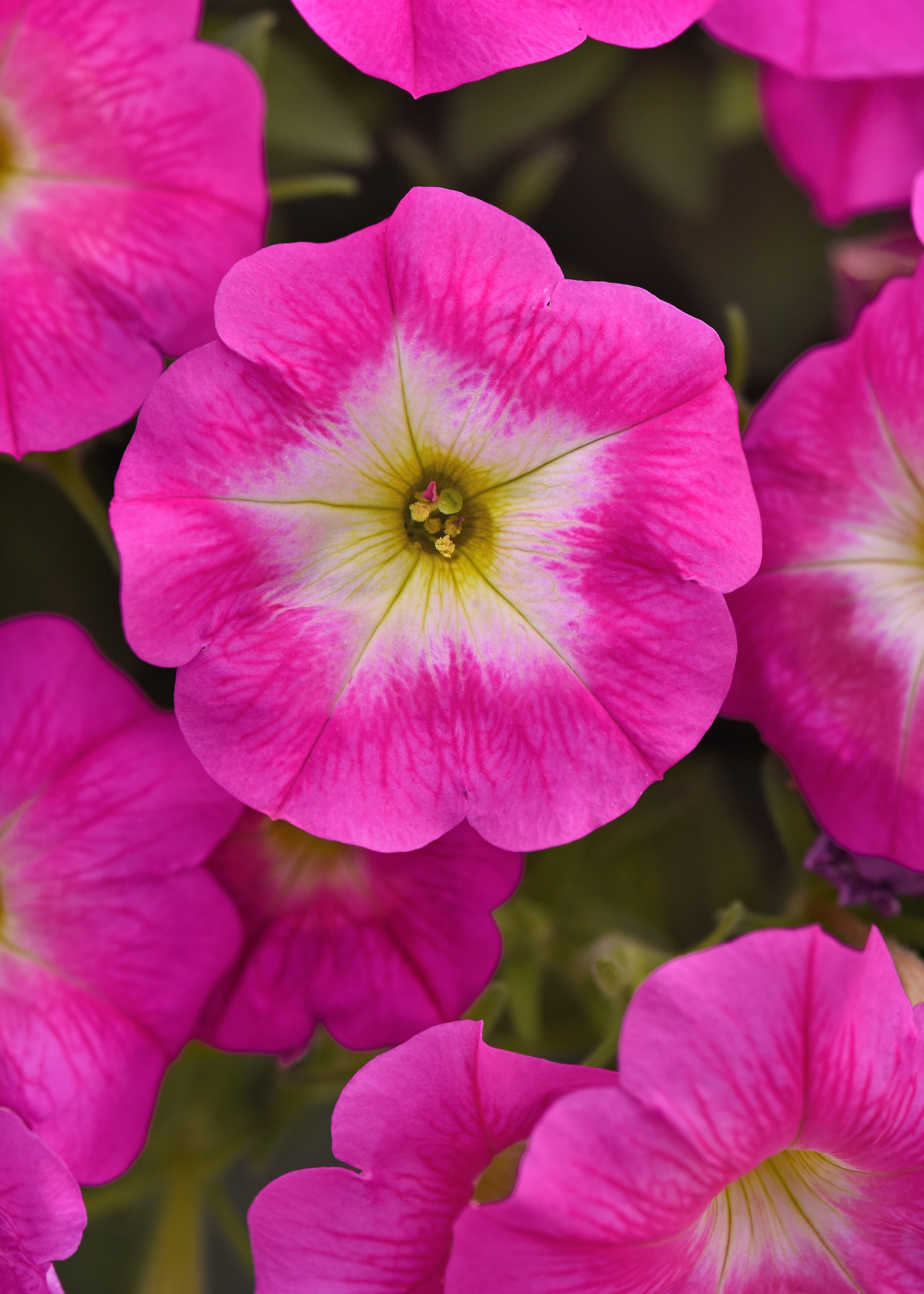 Petunia Seeds E3 Easy Wave ® Rose Morn 25 Pelleted Seeds ...