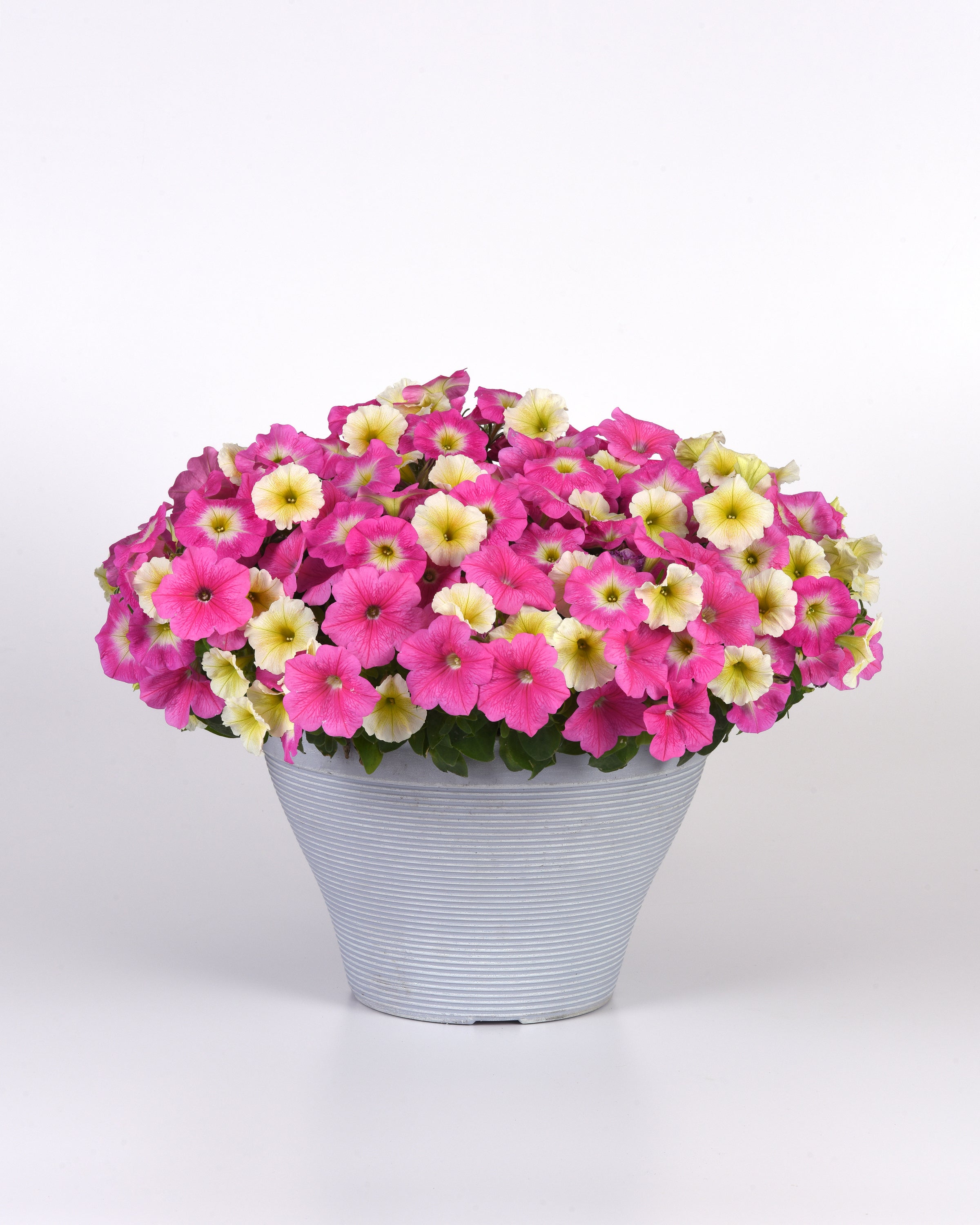 Wave Petunia Seeds E3 Easy Wave® Sweet Taffy Mix