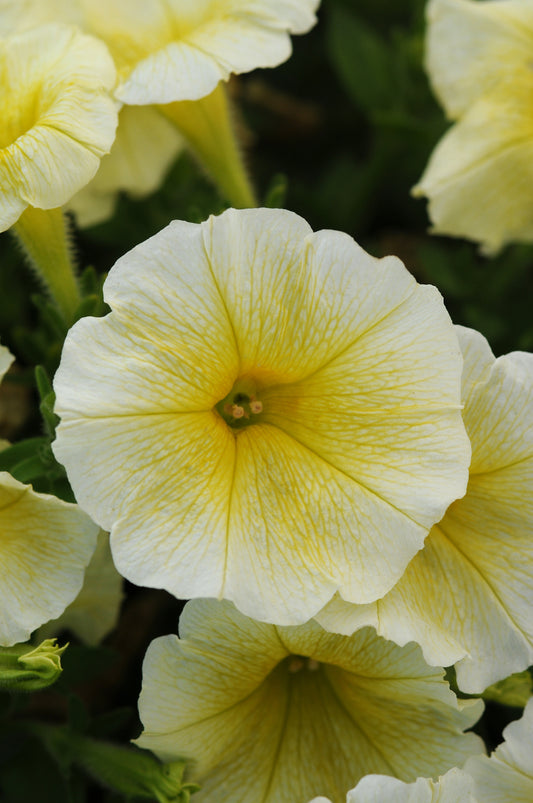 Petunia Seeds E3 Easy Wave® Yellow 25 Pelleted Seeds