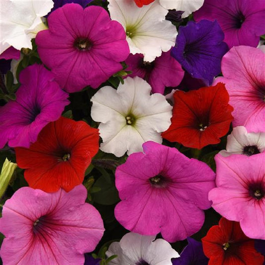 15 thru 100 Pelleted Petunia Seeds Easy Wave Formula Mix