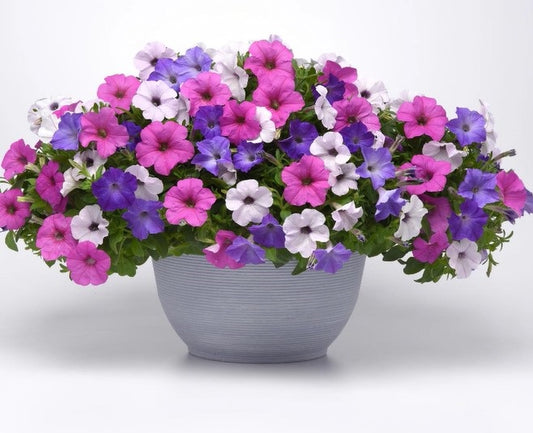 25 Pelleted Petunia Seeds Easy Wave Neon Sky Mix