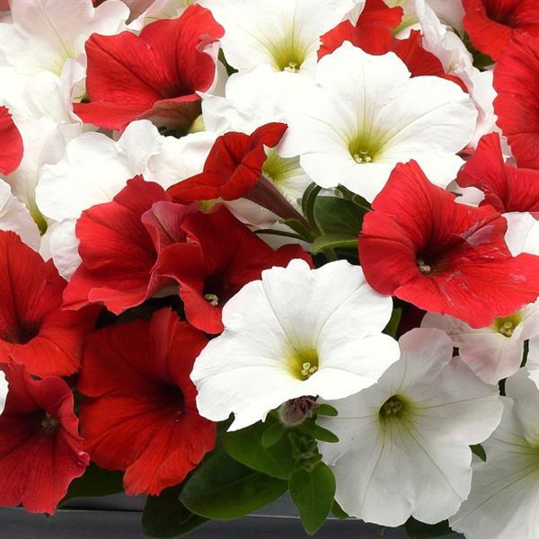 Wave Petunia Seeds E3 Easy Wave® Peppermint Mix
