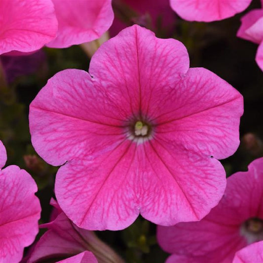 Pelleted Petunia Seeds Easy Wave Petunia Pink Cosmo 15 thru 100 Pelleted Petunia Seeds