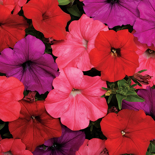 15 thru 100 Pelleted Petunia Seeds Easy Wave South Beach Mix