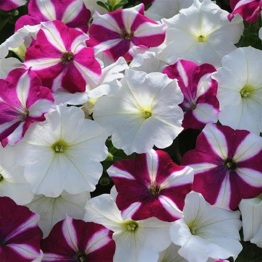 15 thru 100 Pelleted Petunia Seeds Easy Wave Starfish Mix