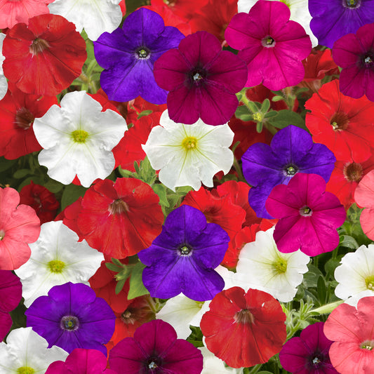 Petunia Seeds Petunia Flashforward Mix 25 Pelleted Seeds