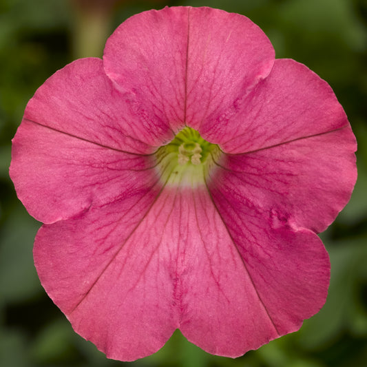 Petunia Seeds Petunia Flashforward Salmon 25 Pelleted Seeds