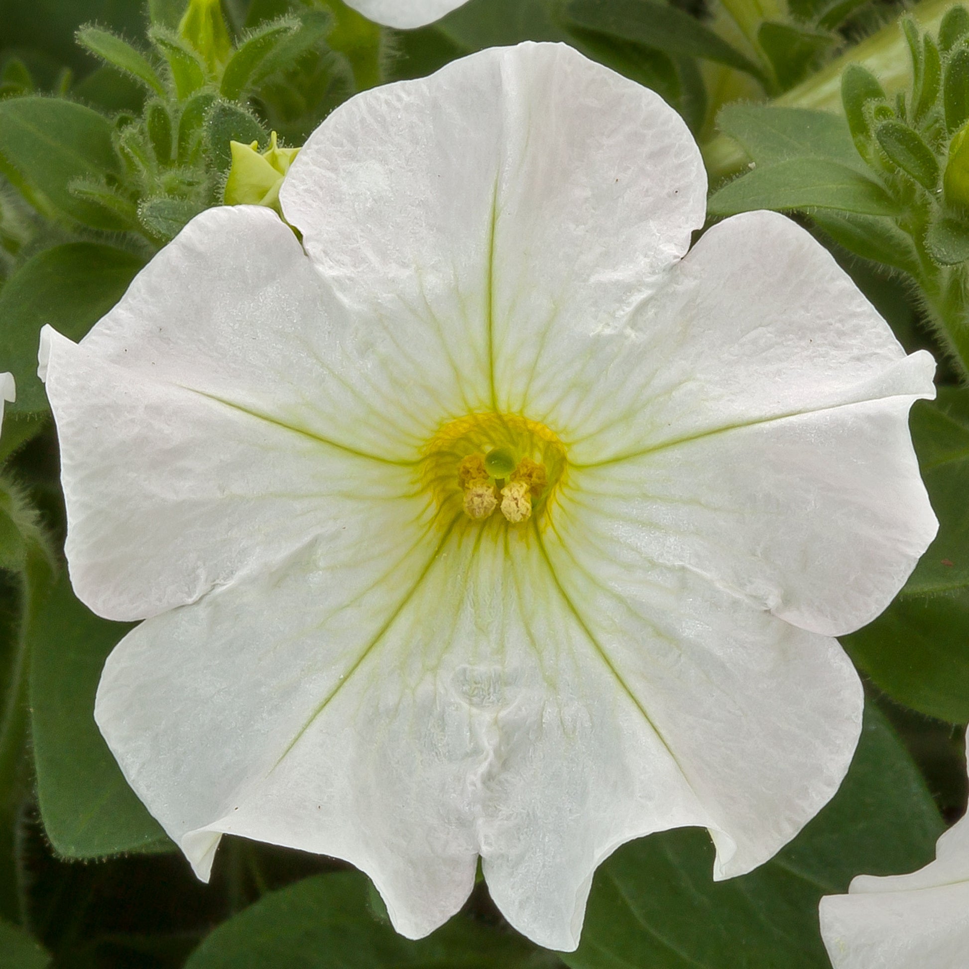 Petunia Seeds Petunia Flashforward White 25 Pelleted Seeds