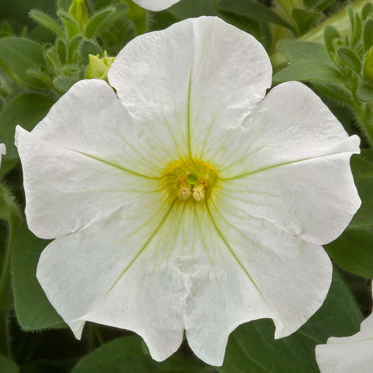 Petunia Seeds Petunia Flashforward White 25 Pelleted Seeds