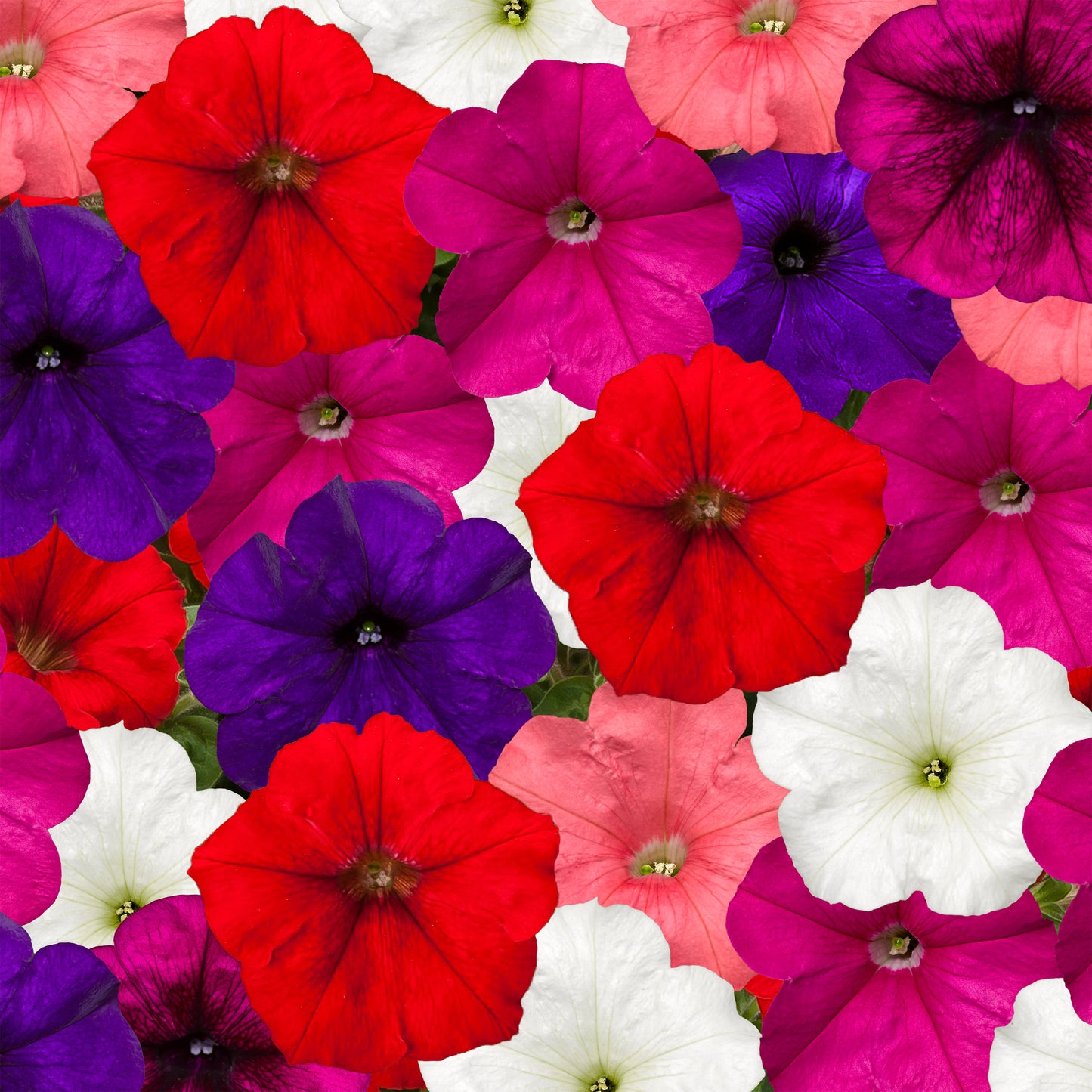 Trailing Petunia Seeds Petunia Fotofinish Mix 25 Pelleted Flower Seeds