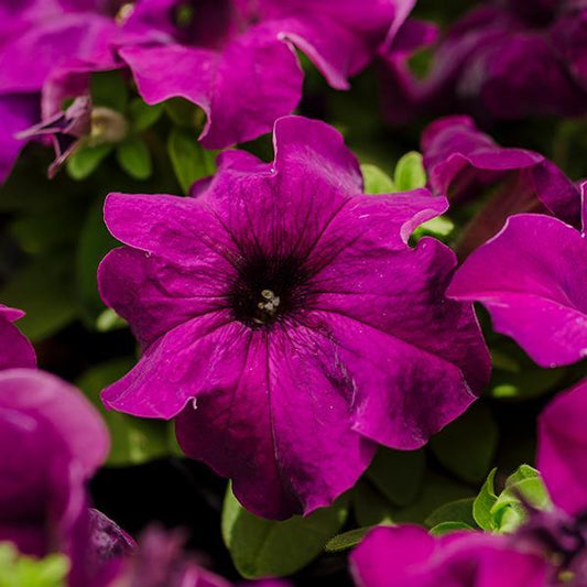 Petunia Limbo Deep Purple 50 Pelleted Seeds