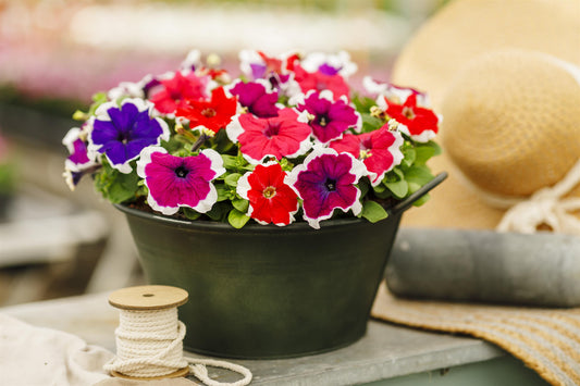 Petunia Seeds Limbo Mix Picotee – 50 Pelleted Petunia Seeds