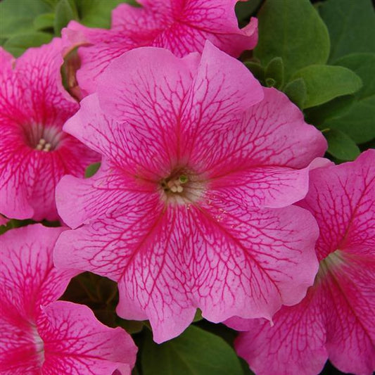 50 Pelleted Petunia Seeds Limbo Rose Vein