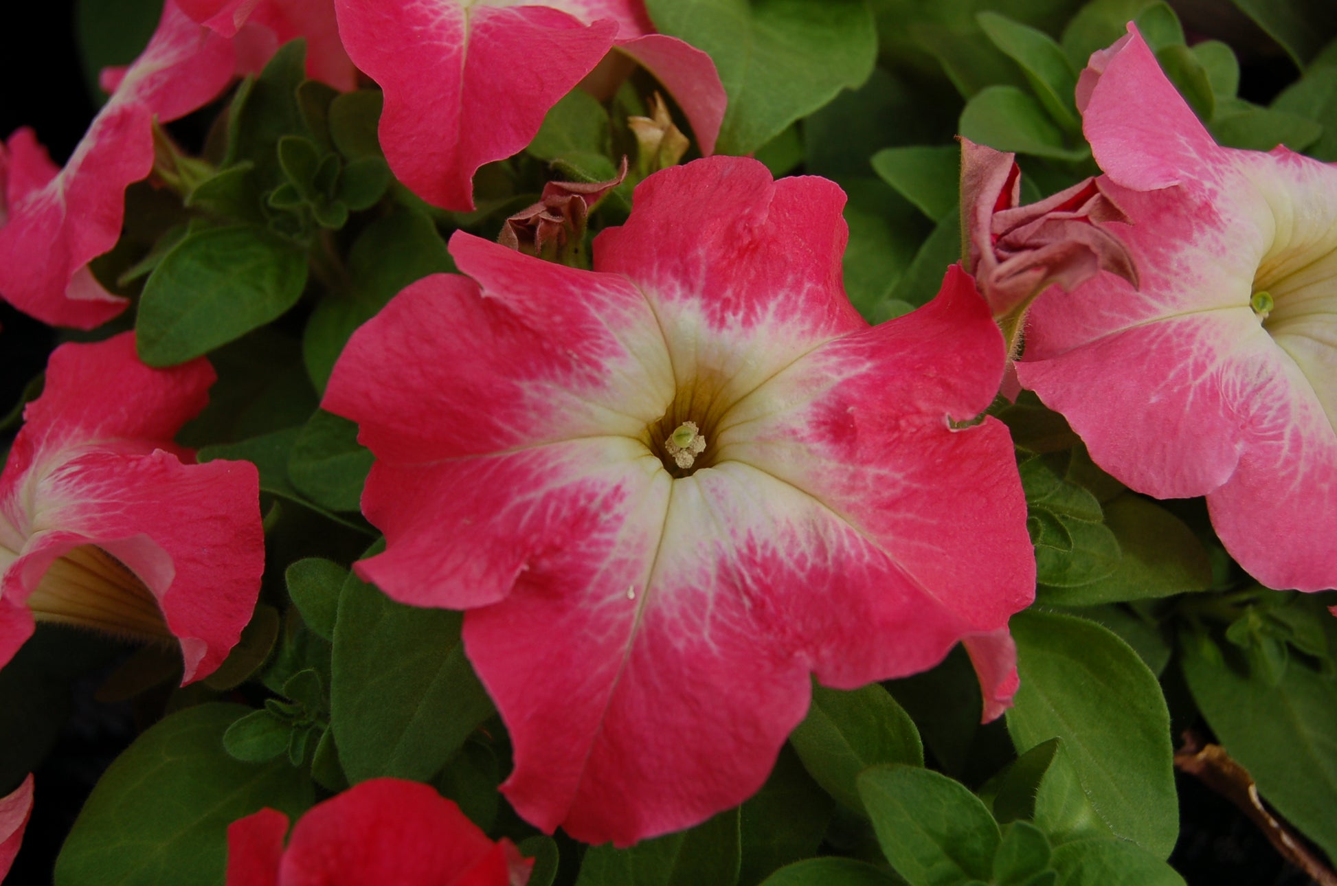 50 Pelleted Petunia Seeds Limbo Salmon Morn