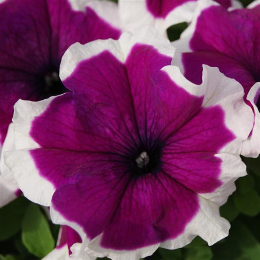 Petunia Limbo Violet Picotee 50 Pelleted Seeds