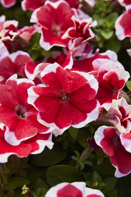 Petunia Seeds 50 Pelleted Seeds Mambo Red Picotee