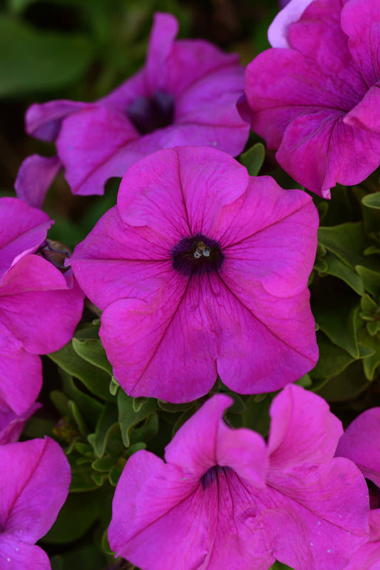 Petunia Pretty Grand Violet Petunia Seeds 25 thru 100 Pelleted Seeds