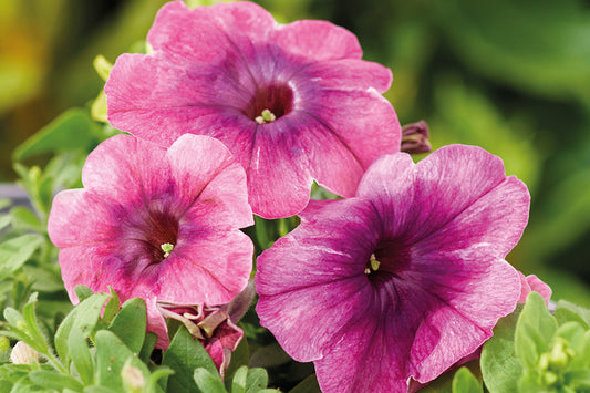 Flower Seeds 50 Pelleted Petunia Seeds Shake Cherryberry
