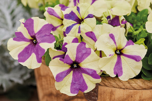 Flower Seeds 50 Pelleted Petunia Seeds Shake Grapeberry