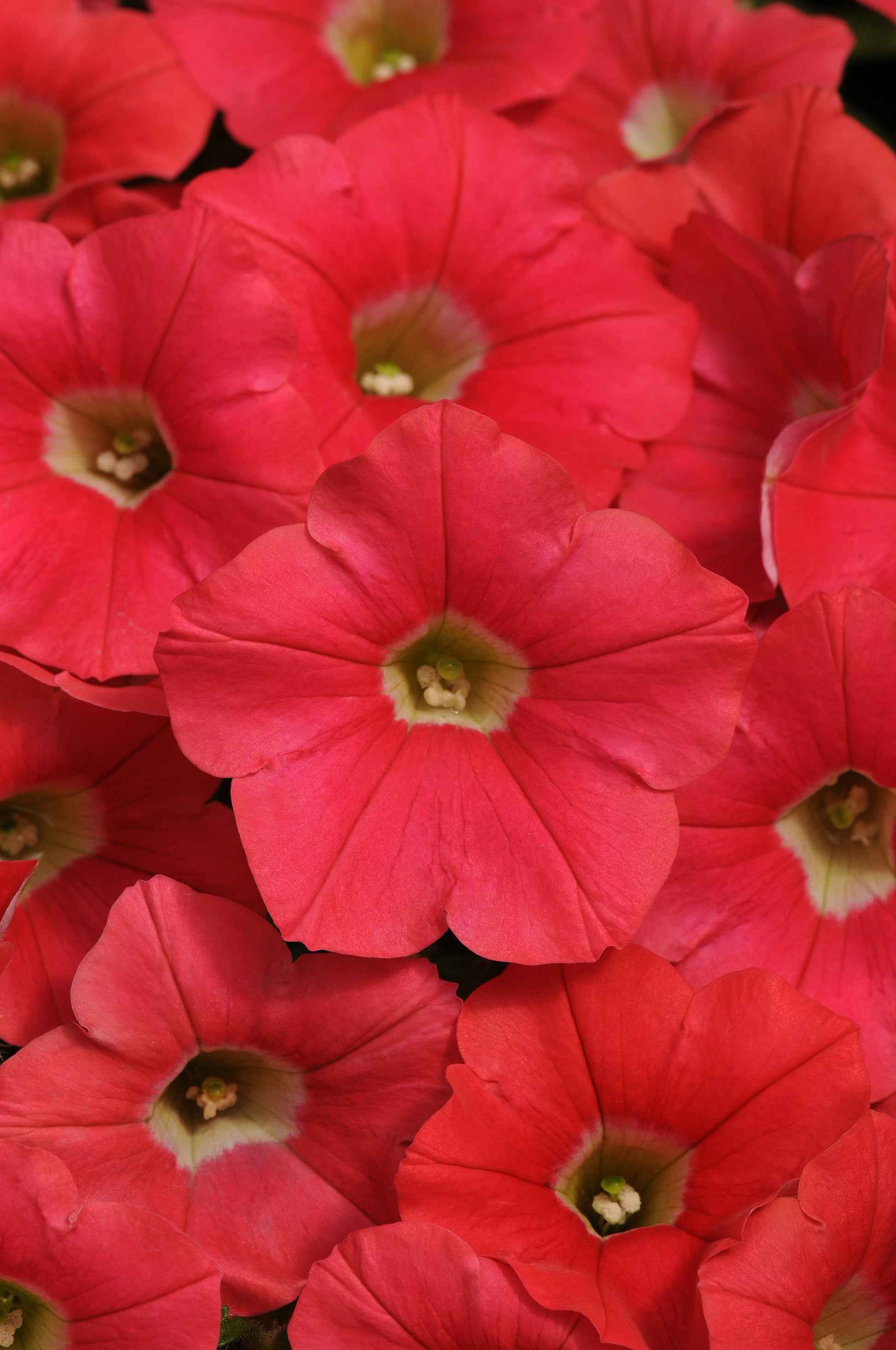 15 thru 100 Seeds Pelleted Petunia Seeds Shock Wave Coral Crush