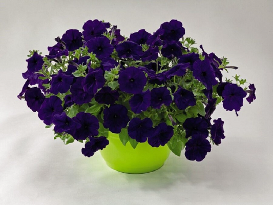 Trailing Petunia Success Blue 25 Pelleted Petunia Seeds