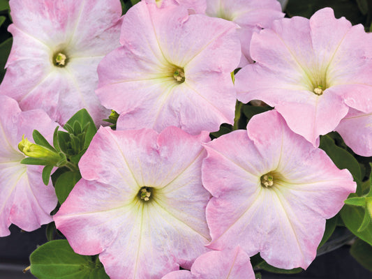 Trailing Petunia Success Light Pink Morn 25 Pelleted Petunia Seeds