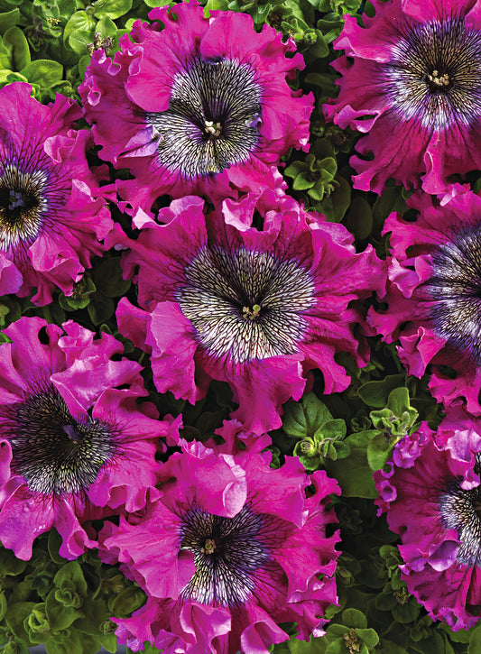 50 Pelleted Petunia Seeds Superbissima Wine Red Petunias