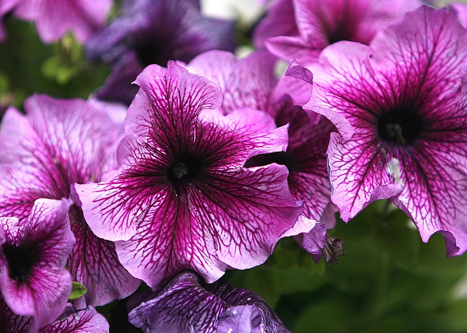 Tritunia Plum Petunia Seeds 50 thru 1,000 Pelleted Seeds