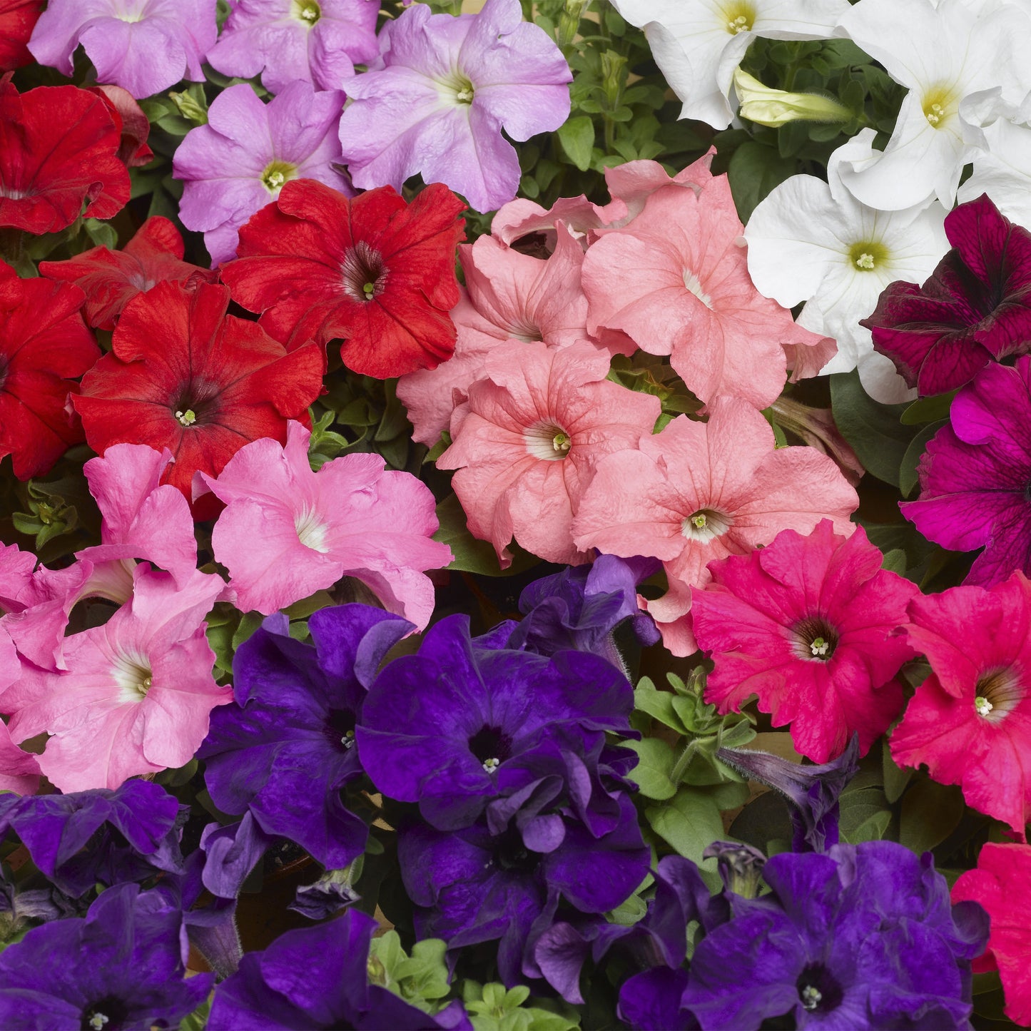 Tritunia Formula Mix Petunia Seeds 50 thru 1,000 Pelleted Seeds